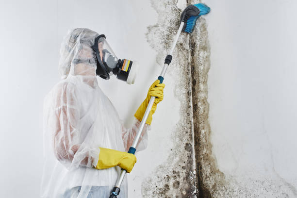 Best Basement Mold Removal in New Rochelle, NY